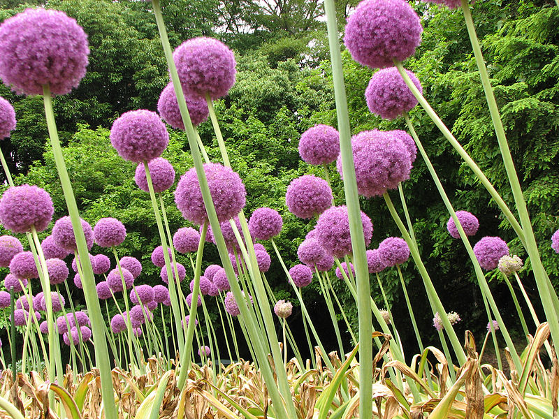 How to Grow Allium Giganteum From Seed Garden How