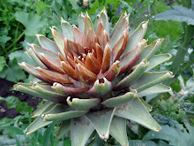 Artichoke at the allotment