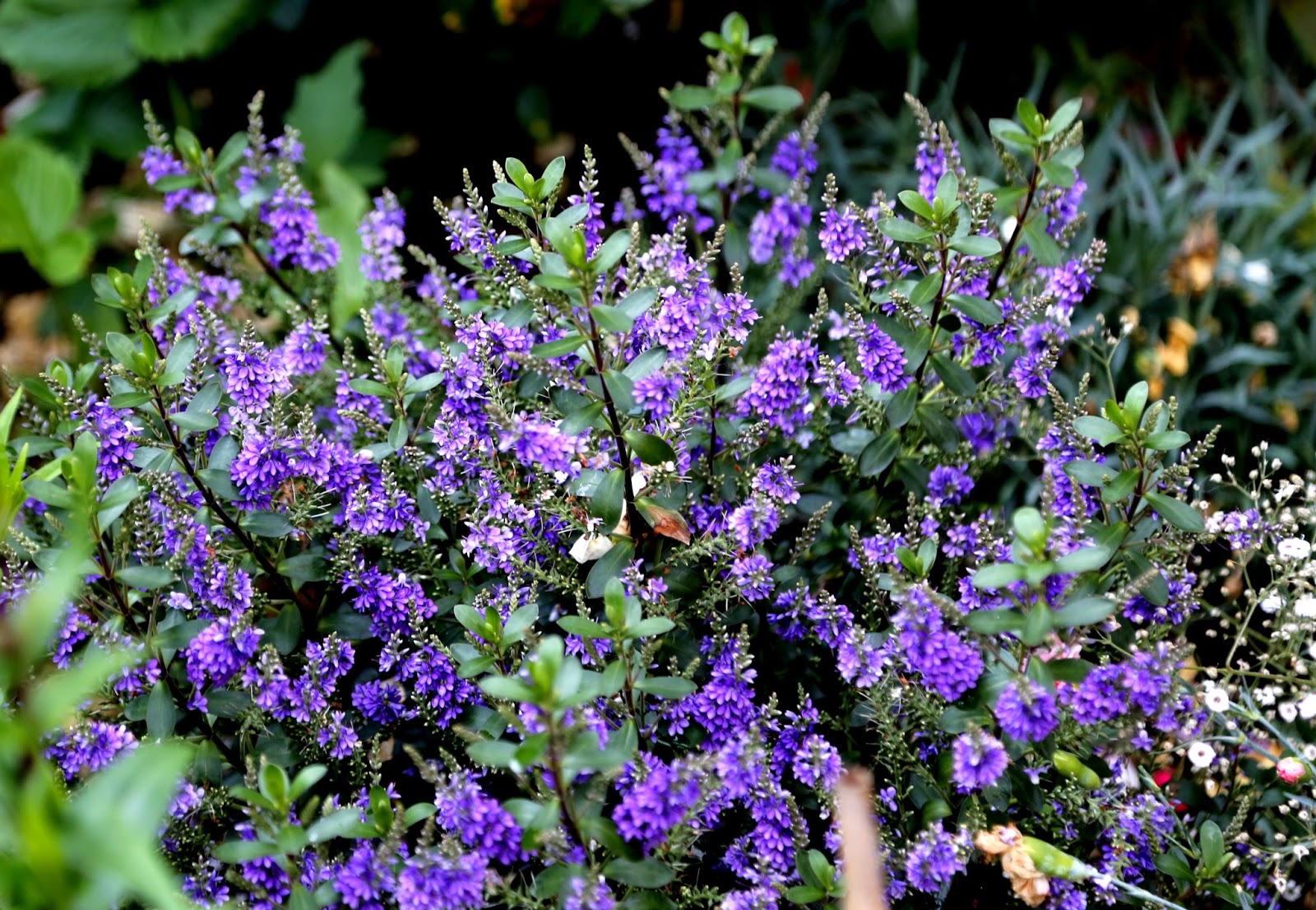 Gardener S Word Hebe Purple Pixie Syn Hebe Mohawk