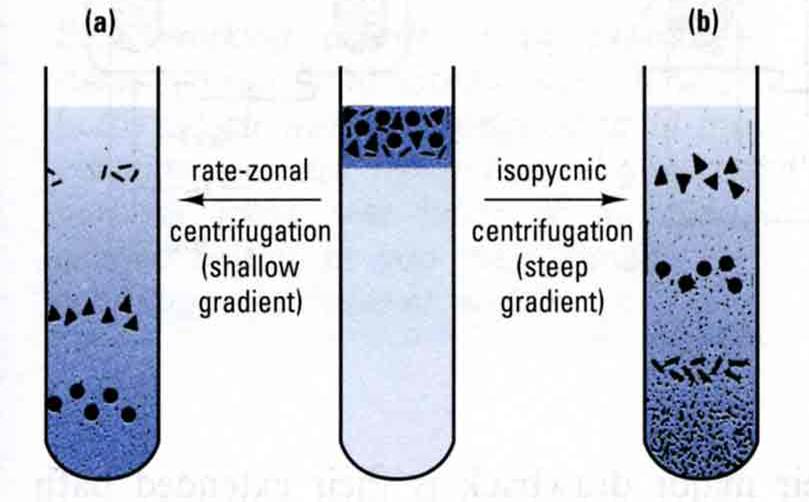 My Biomedical Notebook Centrifugation