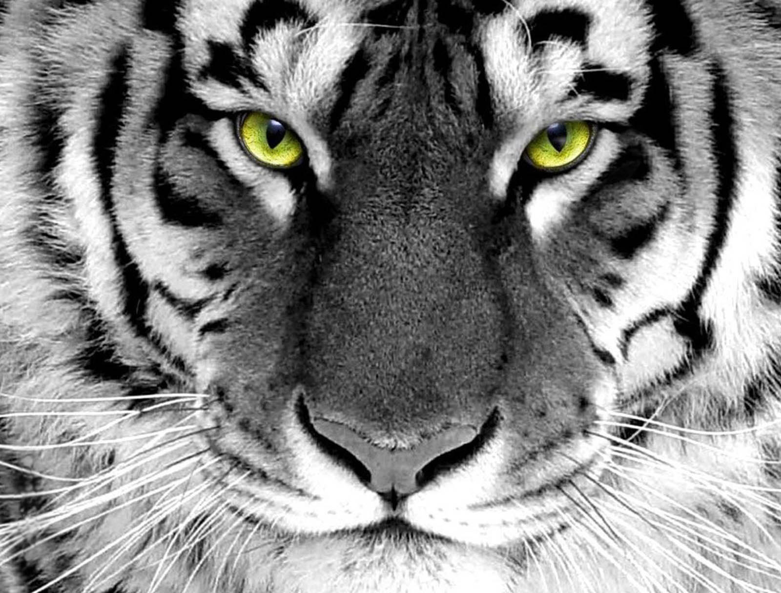 White Tiger Wallpapers   2013 Wallpapers