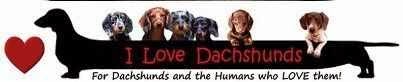 DACHSHUNDS ARE MY LOVE