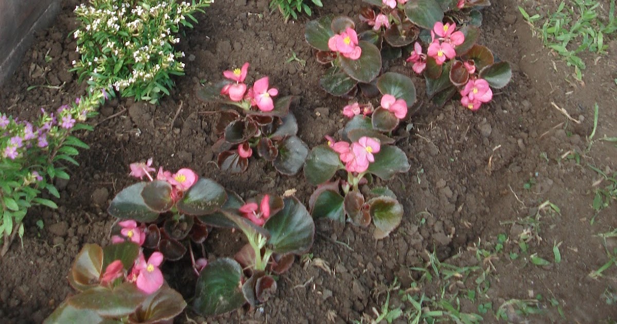 Reverdir **JARDINERIA Y PAISAJISMO**: MEDIA SOMBRA, JARDIN PEQUEÑO