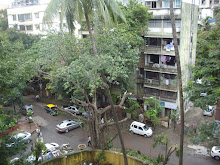 Banyan tree outside our building compound, brutally trimmed.
