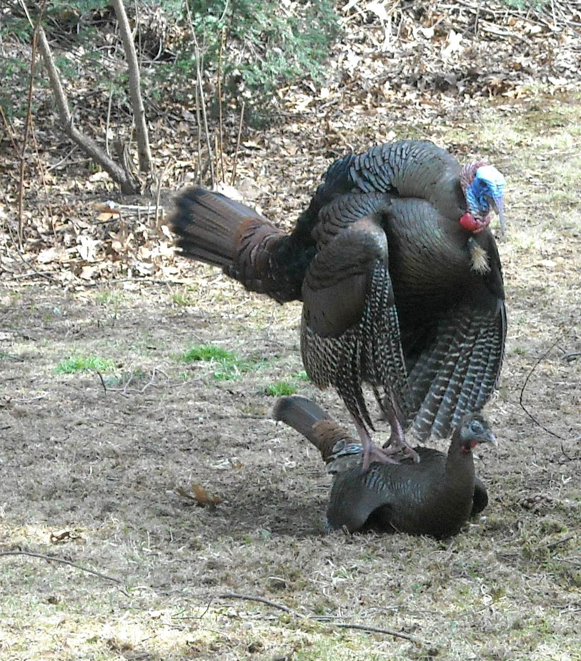 Wild Turkeys Mating