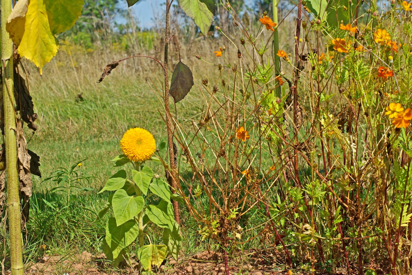 View Topic Wme Gnu Antilope Grulla Chicken Smoothie