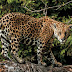 Onça-pintada (Panthera onca)