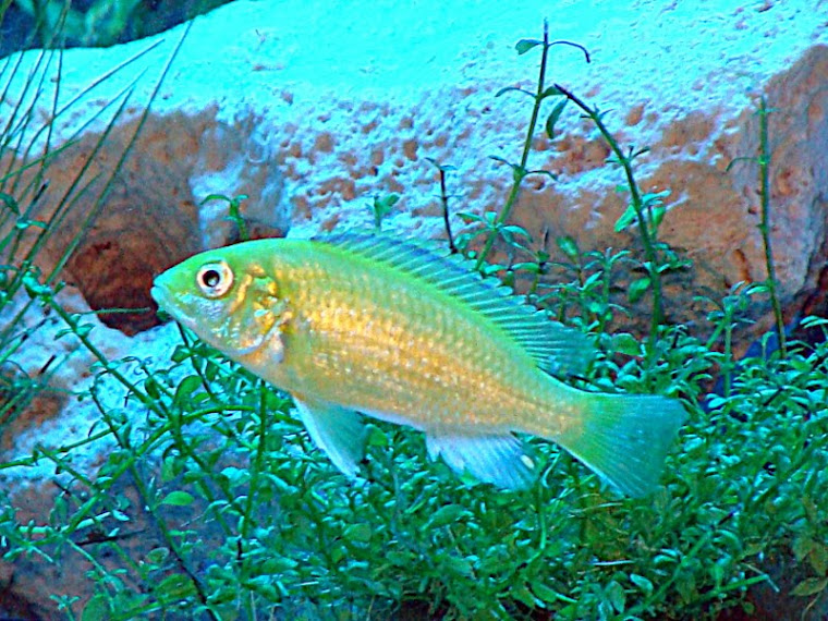 Labidochromis caeruleus Fêmea