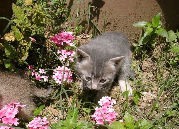 Proteggi Natura Belle Frasi Sull Ambiente