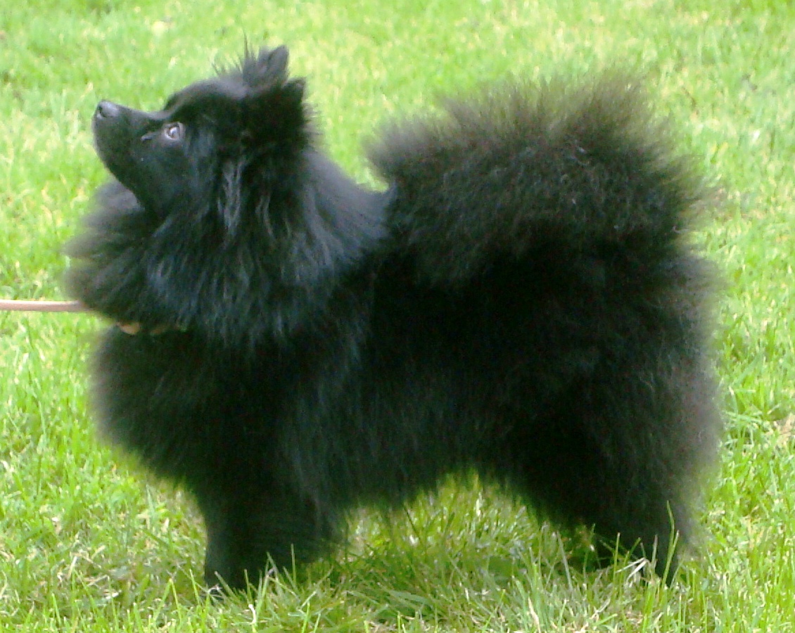 german spitz german spitz pomeranian mix breeds picture german spitz german spitz pomeranian mix breeds picture