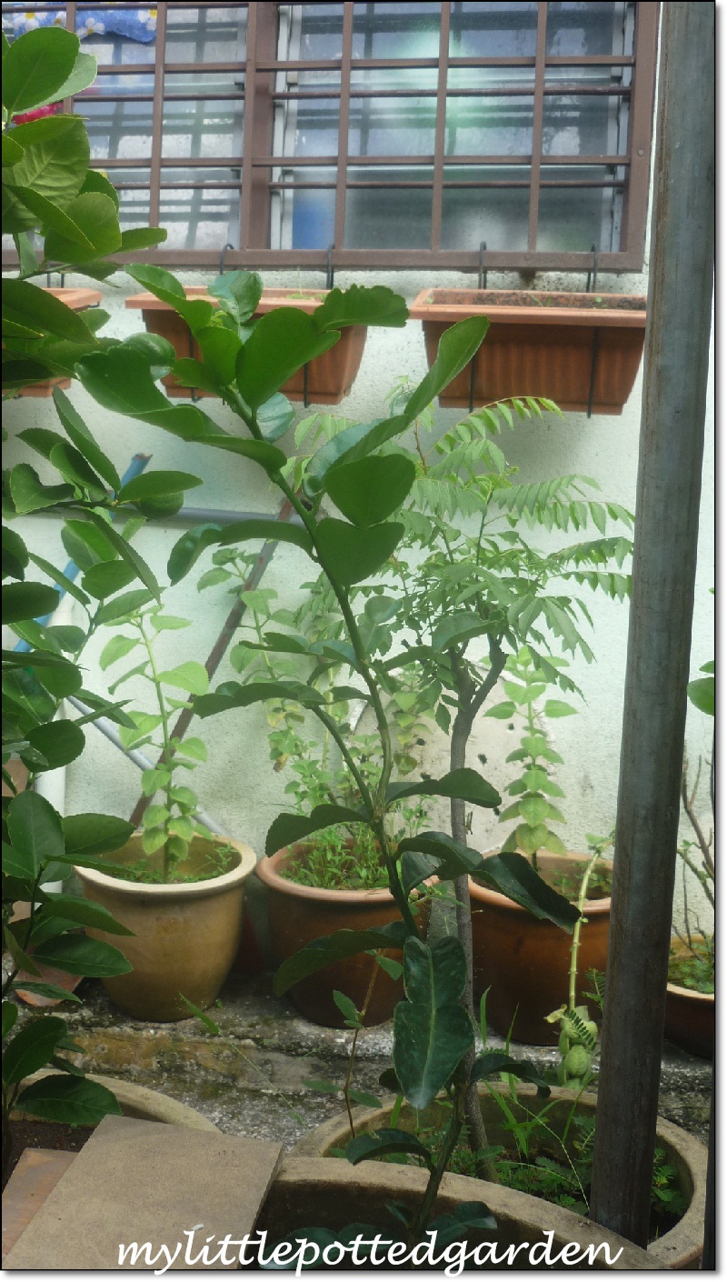 My Little Potted Garden Some Plants from Sg. Buloh