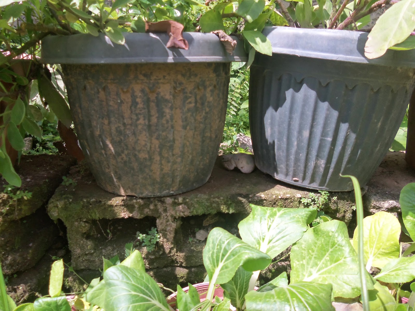 "THAT STRANGE FEELING" Clay pots vs.Plastic Pots