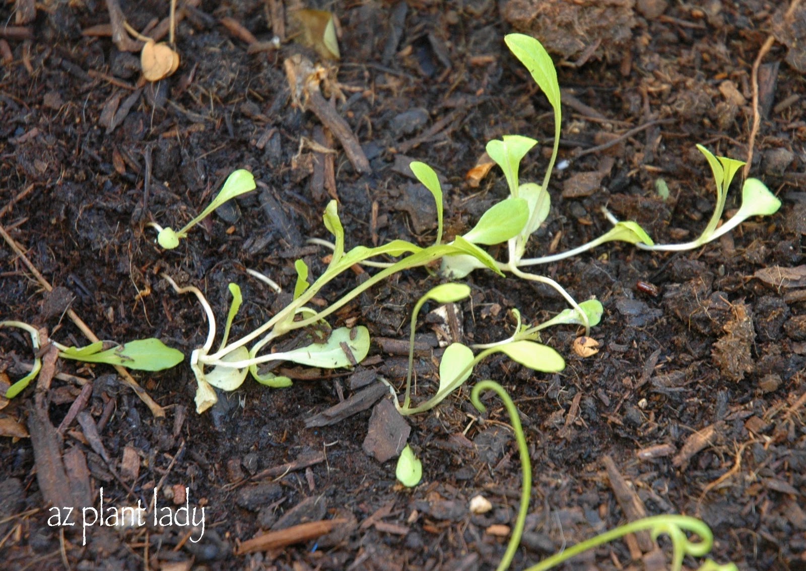Fall Break and Vegetable Seedlings... Ramblings from a Desert Garden