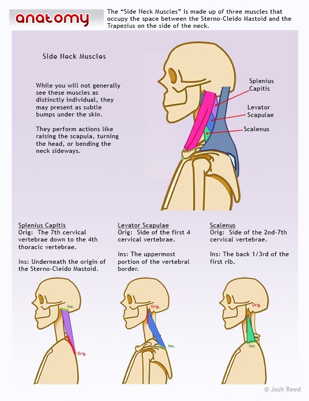 muscle left side of neck