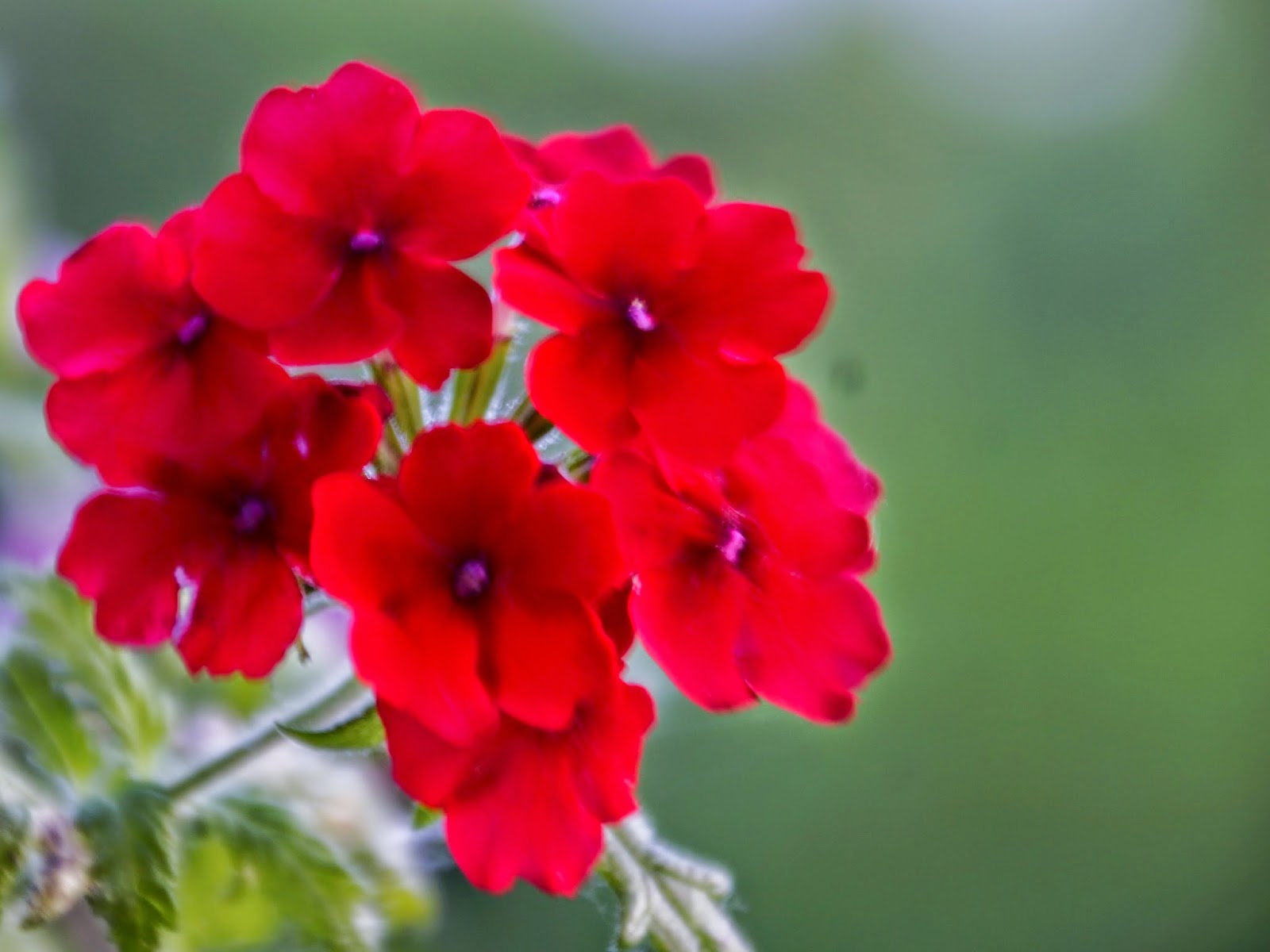 Facing Lung Cancer Flower of Hope