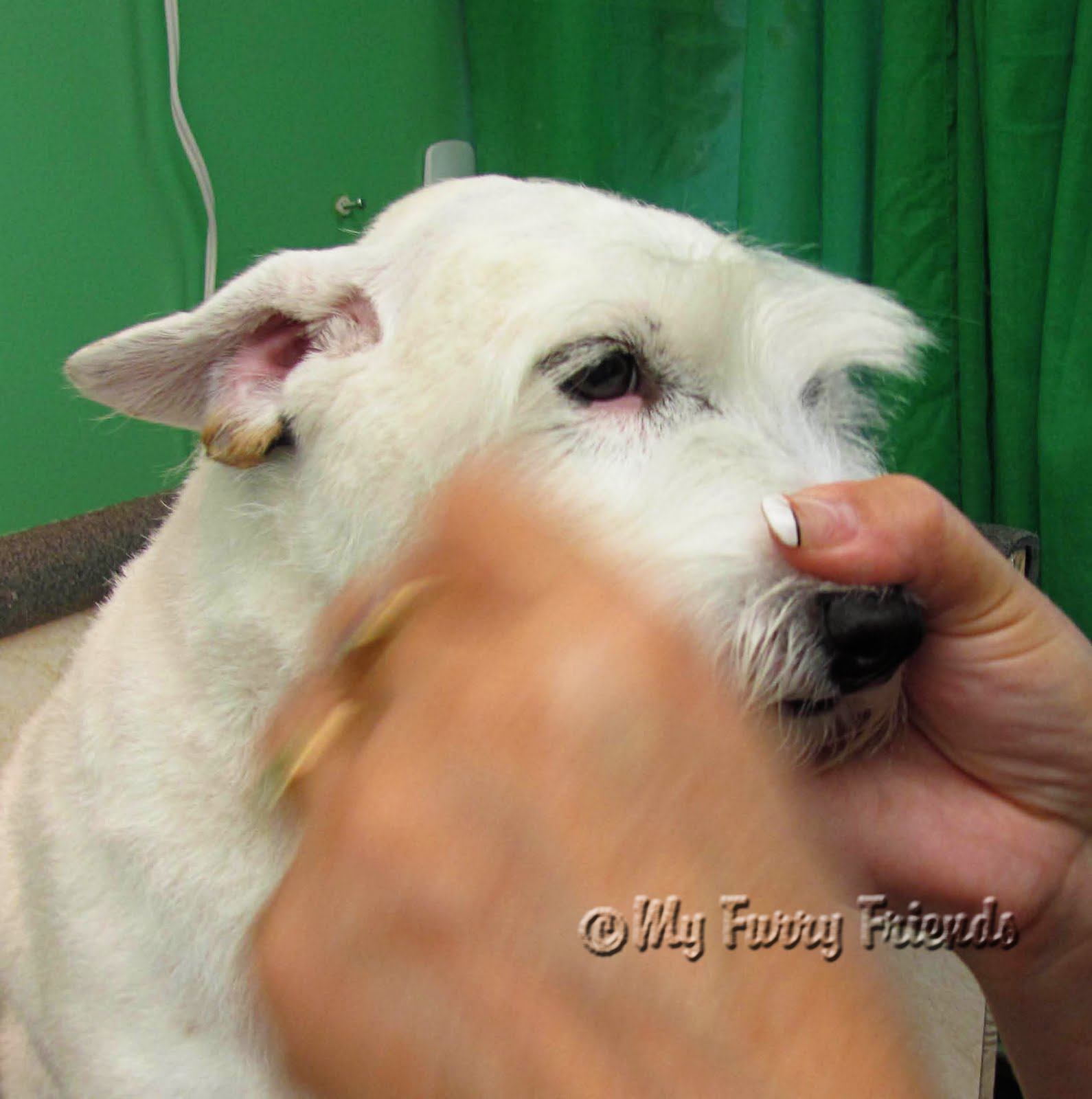 Pet Grooming The Good, The Bad, & The Furry Grooming a Wire hair Jack