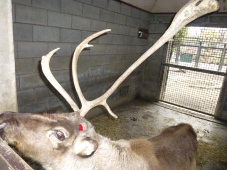 はむらzoo小噺 トナカイの角が落ちました