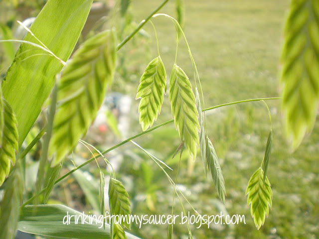 Northern Sea Oats