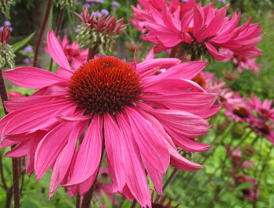 Red daisies close up