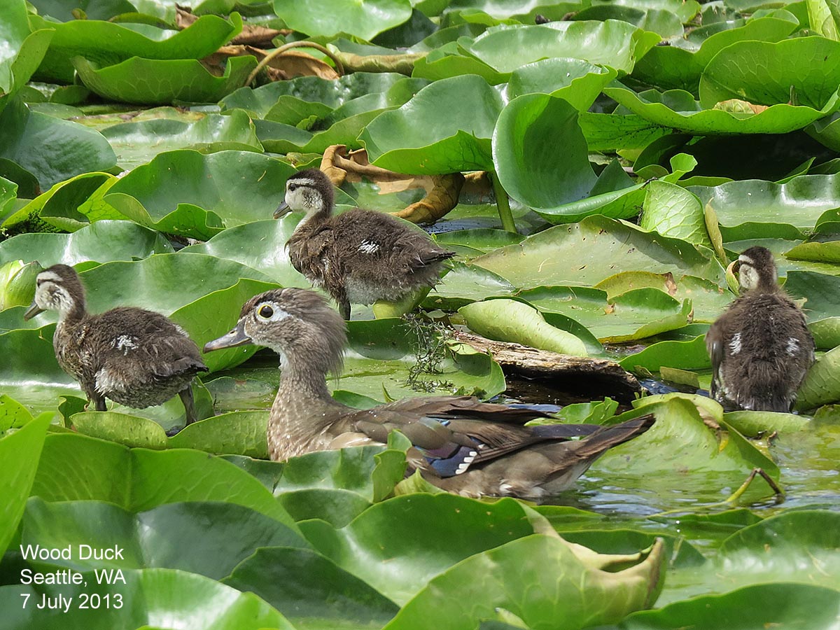 Northwest Nature Notes “TIS THE SEASON TO EAT DUCKLINGS,