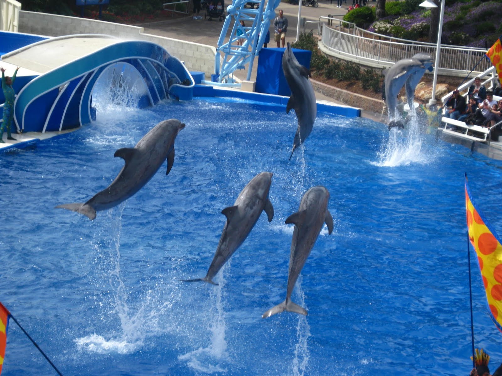 Seaworld Dolphin Show
