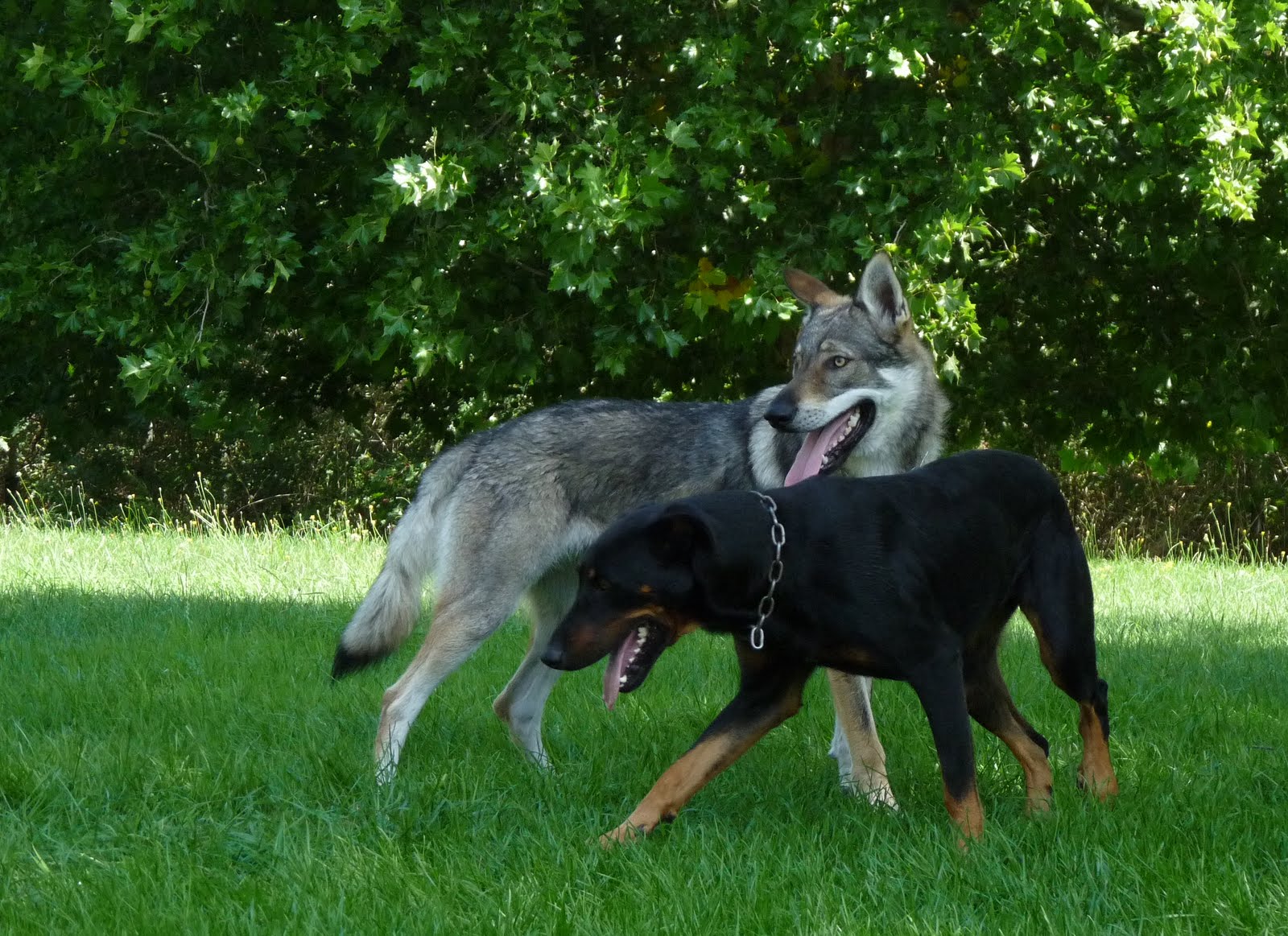 rencontre entre animaux