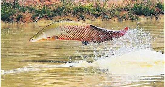 PAICHE: Caso exitoso de manejo de Paiche