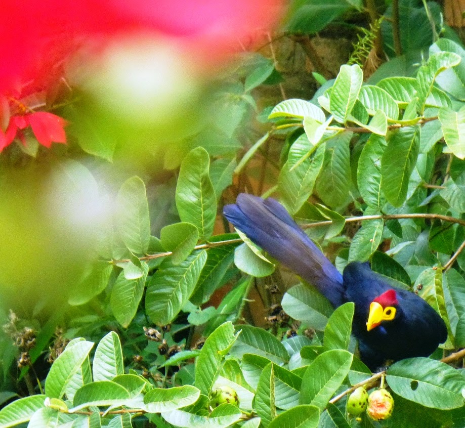 Ross' Turaco