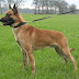 Belgian Shepherd Dog (Malinois) - Βελγικό Ποιμενικό (Μαλινουά)