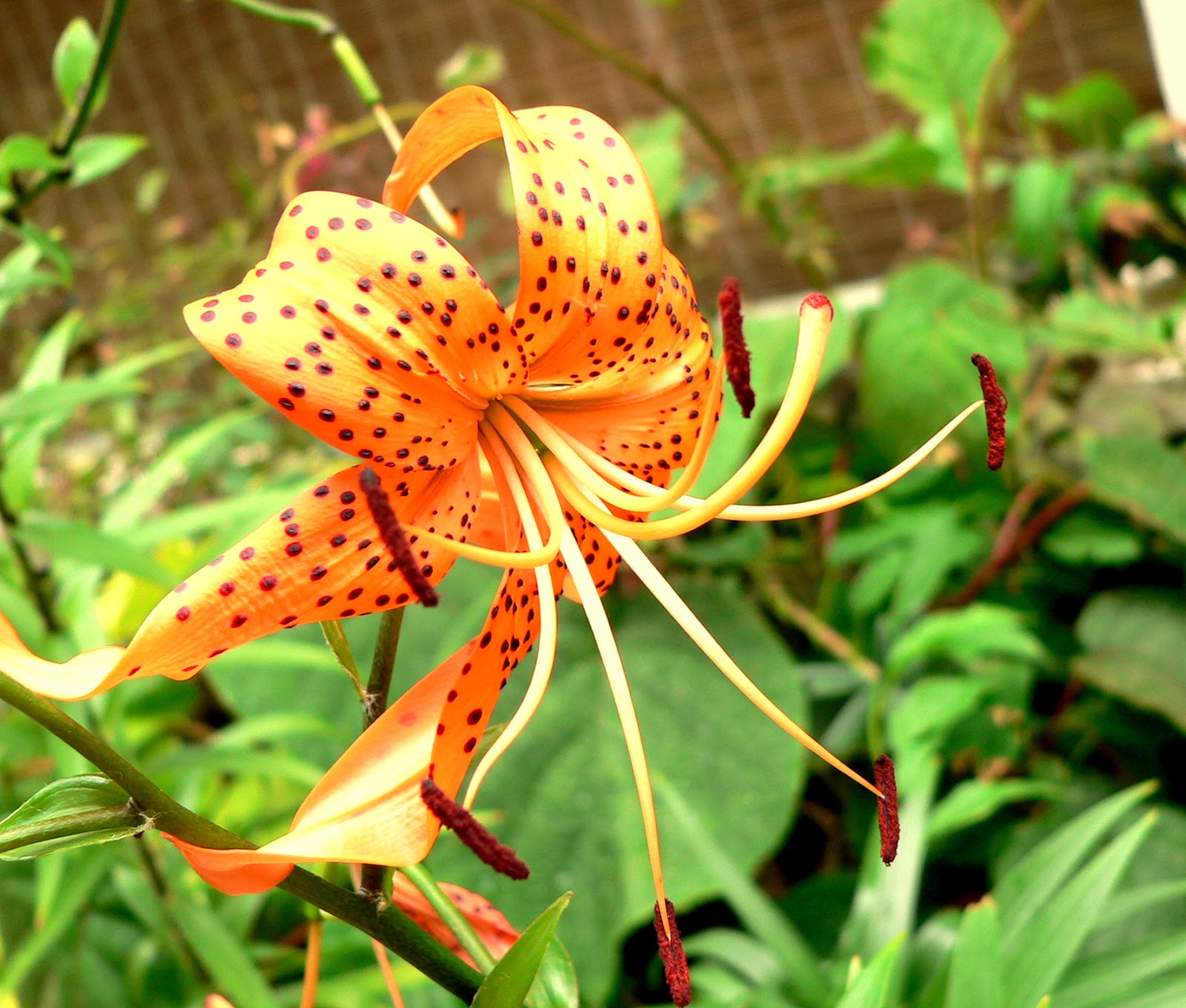Aggregata Plants & Gardens Tiger Lilies in Parkville