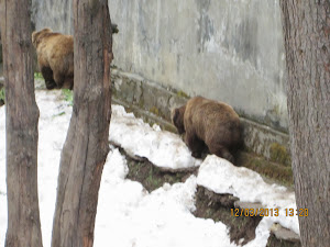 Bears in their enclosure which has snow.