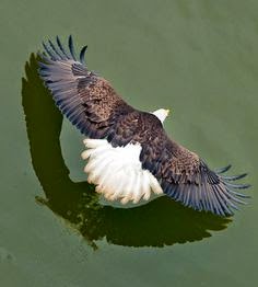 White Wolf : Bald Eagle Appreciation Month: 20 Amazing Images Of The