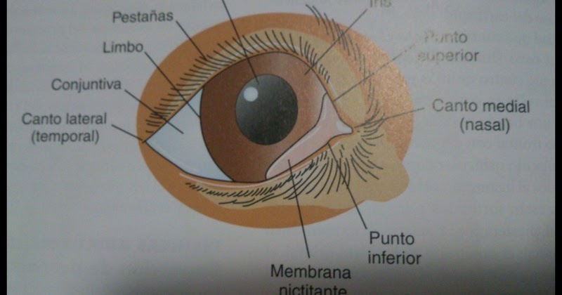La operación cosmética las bolsas en los ojos