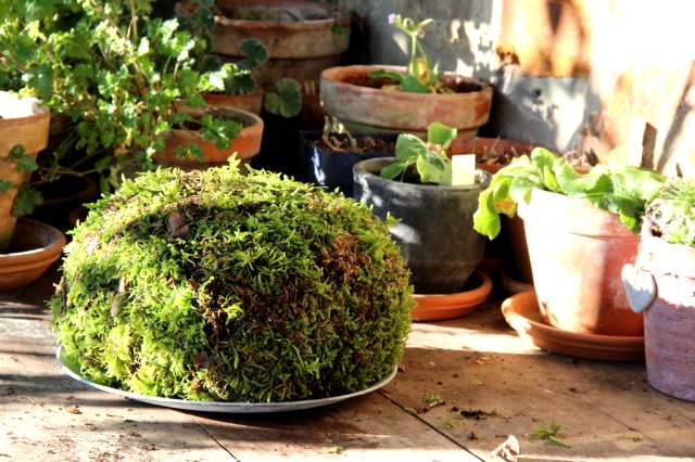 Spiraea Photos Spiraea Images Alamy