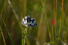 Marbled White