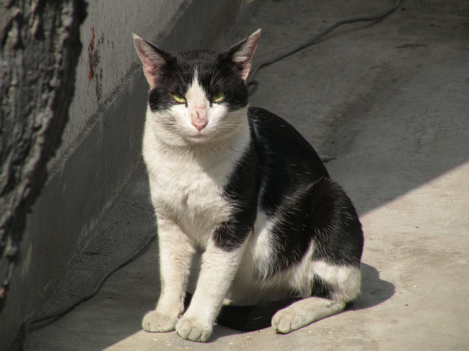 Namaste World Cats of Kathmandu