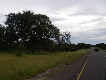 Why did the elephant cross the road?