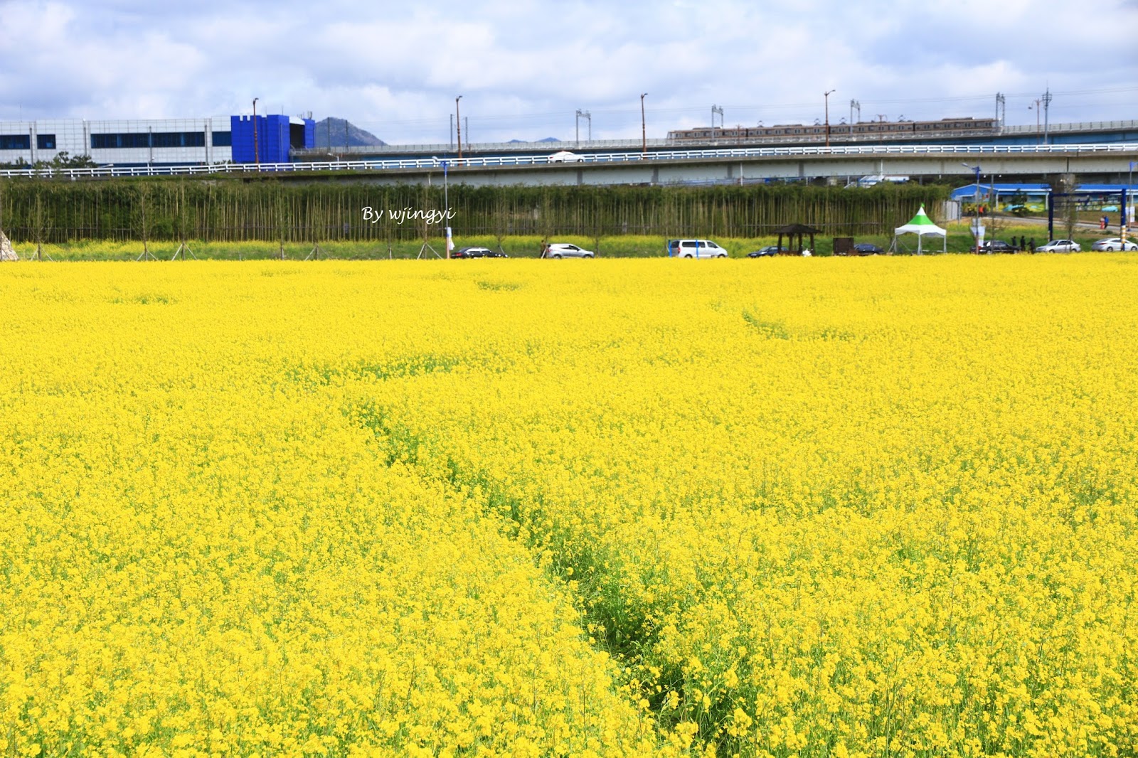 canola flowers in spring daejeo busan pieces of me