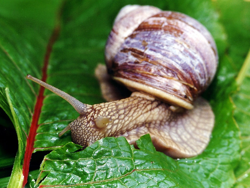 Snails Wallpapers Pets Cute and Docile