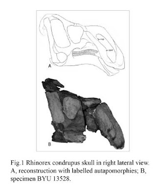 Rhinorex skull