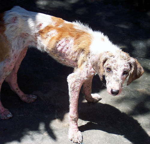 dog mange images