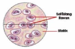 jaringan tulang rawan