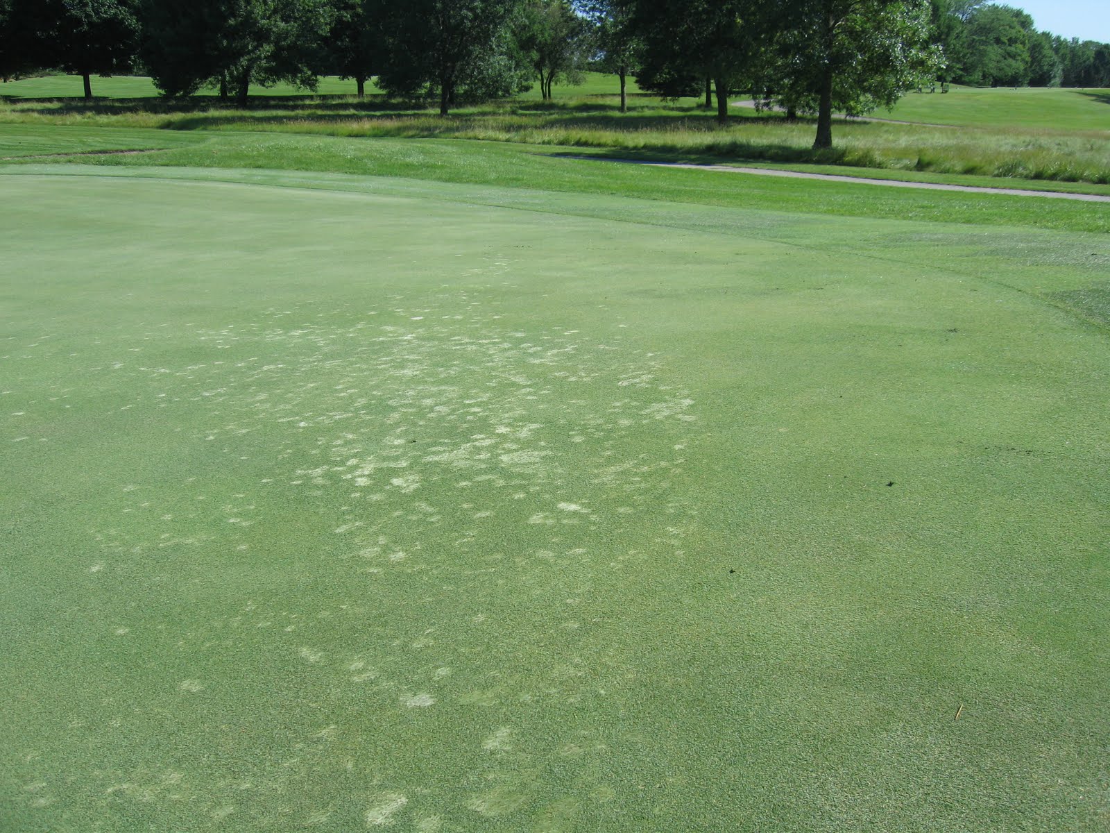 MOSS CONTROL ON GREENSMARK NEWTON Turfgrass