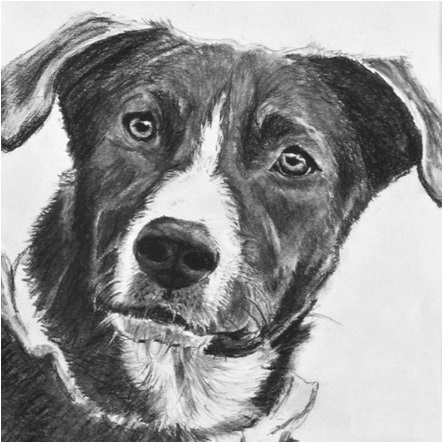 Boxer Dog An A4 Hand Drawn Pet Portrait Drawn Traditionally On Bristol Board The Original Drawing An Dog Drawing Dog Portrait Drawing Custom Dog Portraits