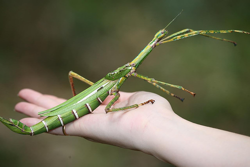 Stick Insect Diet