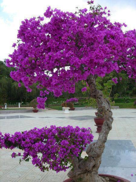 I love this tree with its purple flowers. ~ Must See how To?