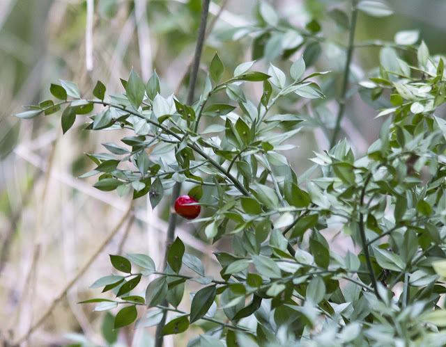 Butcher's Broom, Ruscus aculeatus. Jubilee Country Park, 23 February 2013. Butcher's Broom, Ruscus aculeatus. Jubilee Country Park, 23 February 2013.