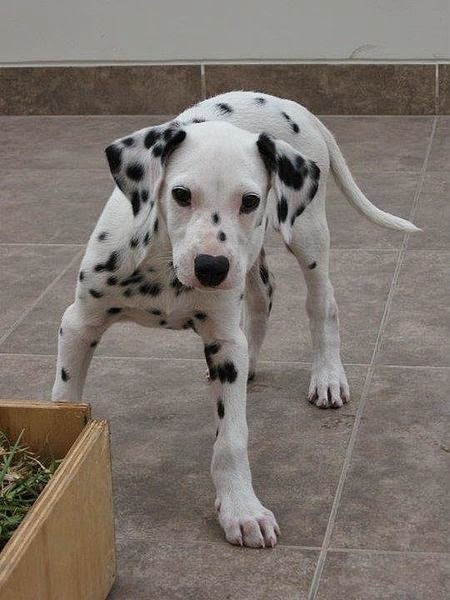 Dalmatian puppy with lovely dark eyes and nice markings, three months old.