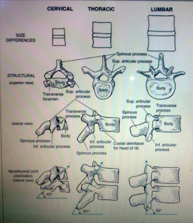 Notes from the Therapist: Spinal Motion and Facet Joints