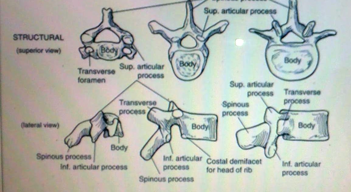 Notes from the Therapist Spinal Motion and Facet Joints